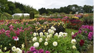 Le festival des dahlias est l’occasion pour les élèves du Campus Métiers Nature de s’occuper des jardins et de s’investir dans un concours... puis de rencontrer un large public fidèle.