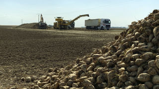 Les adhérents de Tereos percevront pour la campagne 2022-2023 une rémunération de 43,10 €/t à 16°S.