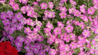 Petunia hybrida 'Itsy' Light Pink.