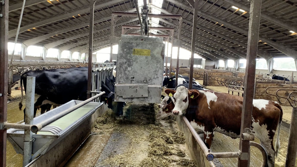 Les éleveurs ont souvent recours à une automatisation de l’alimentation via un caisson sur rails. Cela limite fortement la largeur de la table d’alimentation et permet des fréquences de distribution élevées, favorables à l’ingestion pour tous les animaux. Les éleveurs ont souvent recours à une automatisation de l’alimentation via un caisson sur rails. Cela limite fortement la largeur de la table d’alimentation et permet des fréquences de distribution élevées, favorables à l’ingestion pour tous les animaux.