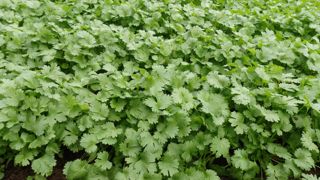 La coriandre commune semée en septembre donne des plantes plus hautes et plus denses que lors des semis de printemps.