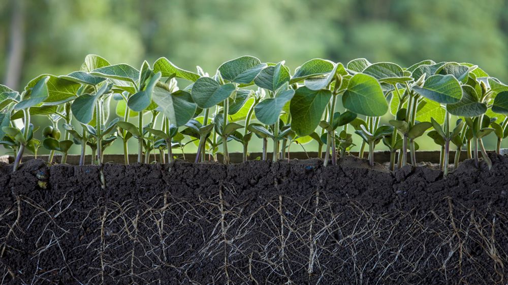 Biocontrôle, biostimulant... que se cache-t-il derrière ces termes ?