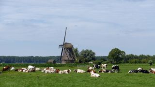 En proposant de diminuer de 75 % le nombre d'animaux dans les élevages hollandais, le Parti pour les animaux souhaite abaisser les émissions de gaz à effet de serre. En proposant de diminuer de 75 % le nombre d'animaux dans les élevages hollandais, le Parti pour les animaux souhaite abaisser les émissions de gaz à effet de serre.