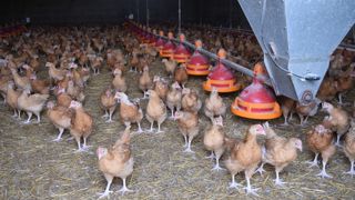 Les tourteaux de colza et de tournesol ont été testés sur des poulets à croissance rapide et lente.