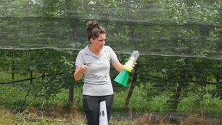 Julie Cadot, conseillère en arboriculture à la chambre d'agriculture du Tarn-et-Garonne, indique : « On connaît assez peu la punaise diabolique. C'est pour cela que nous mettons des pièges. »