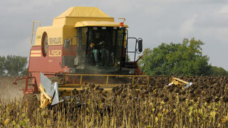 Les chantiers de récolte du tournesol pourraient s'étaler tard dans la saison dans le Nord et l'Est. Les chantiers de récolte du tournesol pourraient s'étaler tard dans la saison dans le Nord et l'Est.