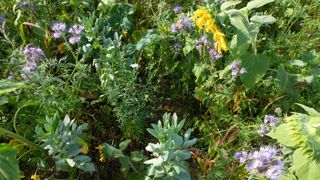 Le programme «Transitions » est « une démarche de coopération unique entre l’amont et l’aval, qui vise à lever les freins économiques et techniques vers une agriculture régénérative, bonne pour la planète, le climat et la biodiversité », explique Vivescia.