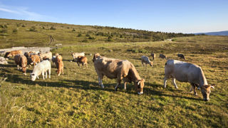 Depuis le début d'août 2023, plusieurs cas cliniques de fièvre catarrhale ovine de sérotype 8 (FCO-8) sont apparus chez des bovins et des ovins dans le sud du Massif central. Depuis le début d'août 2023, plusieurs cas cliniques de fièvre catarrhale ovine de sérotype 8 (FCO-8) sont apparus chez des bovins et des ovins dans le sud du Massif central.