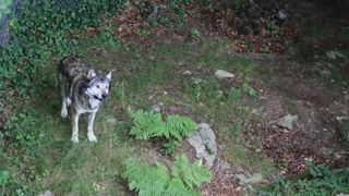 Le syndicalisme agricole majoritaire approuve les propos de la présidente de la Commission européenne. La présence des loups nuit « dangereusement à l'économie rurale et constitue une menace réelle pour les hommes ».