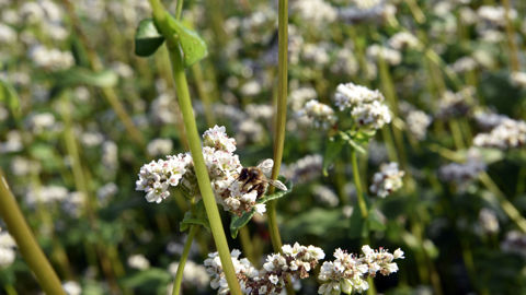 Le sarrasin bio est particulièrement impacté par l'exposition aux herbicides dont le prosulfocarbe car la culture se récolte juste après les traitements d’automne. Le sarrasin bio est particulièrement impacté par l'exposition aux herbicides dont le prosulfocarbe car la culture se récolte juste après les traitements d’automne.