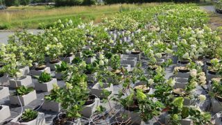 Les deux journées du Geves en Anjou ont permis de visiter la collection d‘Hydrangea in situ à la station de Brion (49), complétée par les collections ex situ chez des pépiniéristes. L’évaluation scientifique des collections est primordiale et la sauvegarde des espèces végétales patrimoniales débute par une phase de caractérisation (croissance, morphologie, phénologie…).