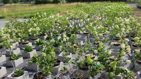 Les deux journées du Geves en Anjou ont permis de visiter la collection d‘Hydrangea in situ à la station de Brion (49), complétée par les collections ex situ chez des pépiniéristes. L’évaluation scientifique des collections est primordiale et la sauvegarde des espèces végétales patrimoniales débute par une phase de caractérisation (croissance, morphologie, phénologie…).