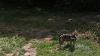 Le plafond de loups pouvant être prélevés a été réévalué à 209 pour l'année 2023 après la nouvelle estimation de l'effectif par l'Office français de la biodiversité.