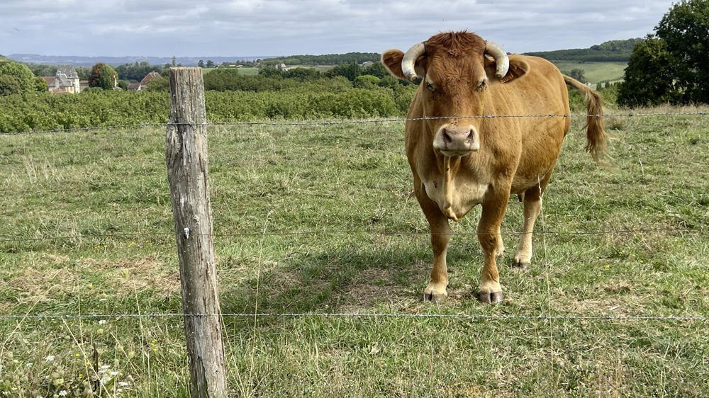 Parmi les multiples risques de transmission de la tuberculose, il y a le contact entre animaux au champ.