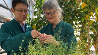 Deyang Xu et Barbara Ann Halkier ont découvert avec leur équipe comment éliminer les substances qui rendent le colza non comestible. Deyang Xu et Barbara Ann Halkier ont découvert avec leur équipe comment éliminer les substances qui rendent le colza non comestible.