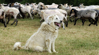 Le CGAAER propose de « moduler » l'aide à la protection des troupeaux pour « inciter les éleveurs à utiliser des chiens issus de la filière d’élevage reconnue et à se former à l’utilisation de ces chiens ». Le CGAAER propose de « moduler » l'aide à la protection des troupeaux pour « inciter les éleveurs à utiliser des chiens issus de la filière d’élevage reconnue et à se former à l’utilisation de ces chiens ».