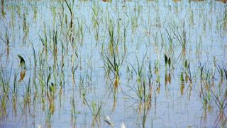 L'économiste du Cirad, Patricio Mendez del Villar, fait l'état des lieux des répercussions de la hausse des prix du riz sur la France. L'économiste du Cirad, Patricio Mendez del Villar, fait l'état des lieux des répercussions de la hausse des prix du riz sur la France.