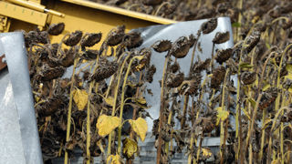 Le ministère de l'Agriculture s'attend à une récolte de tournesol française record (2,1 millions de tonnes), avec un rendement moyen de 25 q/ha. Le ministère de l'Agriculture s'attend à une récolte de tournesol française record (2,1 millions de tonnes), avec un rendement moyen de 25 q/ha.