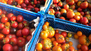 Agreste estime une production de tomates de 457 000 tonnes cette année. Agreste estime une production de tomates de 457 000 tonnes cette année.