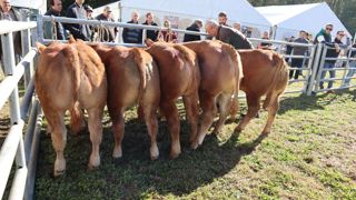 73 veaux ont été présentés lors de la vente aux enchères organisée par Bigard, sur le site de l'abattoir Sol Viandes le 25 septembre 2023 à Argentat-sur-Dordogne, en Corrèze.