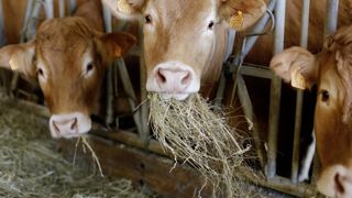 Le Modef demande un soutien financier pour les éleveurs contraints de garder leurs broutards à l'engraissement, en raison des restrictions européennes face à la MHE. Le Modef demande un soutien financier pour les éleveurs contraints de garder leurs broutards à l'engraissement, en raison des restrictions européennes face à la MHE.
