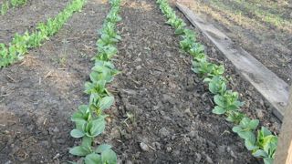 Le mois d’octobre est favorable aux semis de fèves, gesses et petits pois, en choisissant une bonne exposition, dans les régions où les risques de gel important sont limités. Le mois d’octobre est favorable aux semis de fèves, gesses et petits pois, en choisissant une bonne exposition, dans les régions où les risques de gel important sont limités.