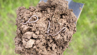 Selon un groupe de chercheurs, la production de 40 millions de tonnes de céréales par an en Europe est attribuable aux vers de terre. Selon un groupe de chercheurs, la production de 40 millions de tonnes de céréales par an en Europe est attribuable aux vers de terre.