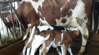 L’adoption se fait dans un box dédié, une aire paillée de 35m2 dans l’ancien bâtiment des génisses de plus de 2 ans. La nourrice et ses deux ou trois veaux sont maintenus sous surveillance pendant 1 semaine à 15 jours, avant une mise à l’herbe collective. L’adoption se fait dans un box dédié, une aire paillée de 35m2 dans l’ancien bâtiment des génisses de plus de 2 ans. La nourrice et ses deux ou trois veaux sont maintenus sous surveillance pendant 1 semaine à 15 jours, avant une mise à l’herbe collective.