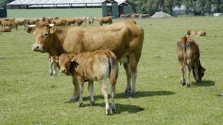 Les producteurs de viande bovine réclament un plan pour l’élevage bovin au gouvernement à la veille du Sommet de l'élevage.. Les producteurs de viande bovine réclament un plan pour l’élevage bovin au gouvernement à la veille du Sommet de l'élevage..