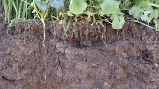 Le projet de loi prévoit un diagnostic obligatoire de santé des sols en zones agricole, forestière et naturelle.