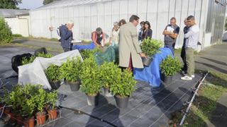 Dans le cadre du programme ClimatVeg, des filets d’ombrage ont été posés sur hortensias, avec un objectif : tester la couleur bleue de la toile, intéressante pour la compacité et la tolérance aux stress.