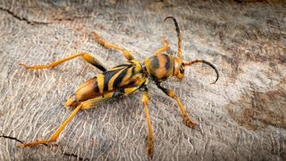 Coléoptère Xylotrechus chinensis Coléoptère Xylotrechus chinensis