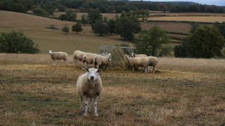 Les abattages d'agneaux et des réformes ont poursuivi leur baisse en août.
