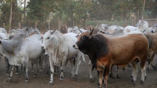 « Un kilo de bœuf brésilien émet quatre fois plus de gaz à effet de serre qu’un bœuf européen », estime Catherine Couturier (LFI), députée de la Creuse.