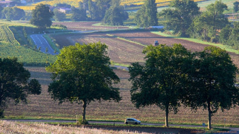 Allées d'arbres : un colloque international et des rencontres nationales Allées d'arbres : un colloque international et des rencontres nationales