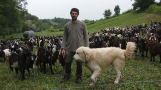 Avec sa compagne Maina Ithurralde, Mizel Etxeberri a choisi la pyrénéenne, une race mixte et rustique, pour valoriser le lait mais aussi la viande. Avec sa compagne Maina Ithurralde, Mizel Etxeberri a choisi la pyrénéenne, une race mixte et rustique, pour valoriser le lait mais aussi la viande.