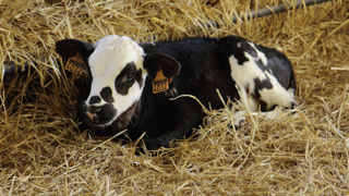 Veau croisé holstein x normand.