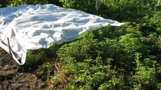 Pour éviter d’interrompre trop tôt la croissance des légumes racines, il est indispensable de les protéger du froid. Pour éviter d’interrompre trop tôt la croissance des légumes racines, il est indispensable de les protéger du froid.