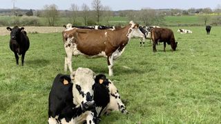 Écorégimes. La quasi-totalité des exploitations françaises ont accès aux écorégimes sans changer leur mode de production.