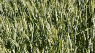 En 2023, comme en 2022, la valeur du barème est fixée à 167 €/t pour l’orge d’hiver.