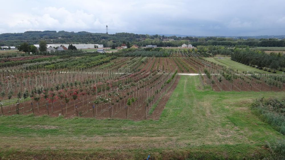 Spécialisée désormais dans la production d’arbres tiges, Cholat pépinières a profité de la fête organisée pour les 60 ans de l’entreprise pour se projeter vers l’avenir.