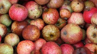 « Les prévisions anticipent des volumes de production stables, voire légèrement à la hausse dans la plupart des régions », estime l'Unicid.