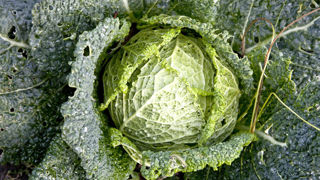 L'étude a porté sur Bacillus thurengiensis, utilisée comme bioinsecticide notamment contre les chenilles phytophages sur crucifères. L'étude a porté sur Bacillus thurengiensis, utilisée comme bioinsecticide notamment contre les chenilles phytophages sur crucifères.
