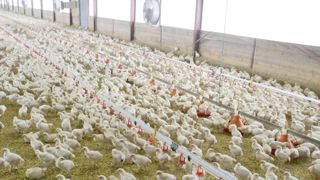 La part des importations dans la consommation de volailles poursuit sa progression, poussée par une forte hausse des importations en provenance de l'Ukraine. La part des importations dans la consommation de volailles poursuit sa progression, poussée par une forte hausse des importations en provenance de l'Ukraine.