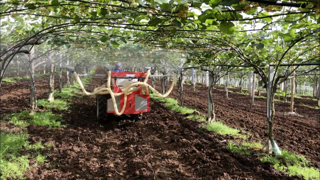 La pollinisation artificielle améliore le calibre des fruits. La pollinisation artificielle améliore le calibre des fruits.
