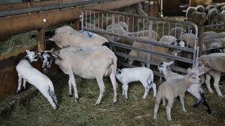 Batcool est un projet qui vise à améliorer les conditions de logement des ovins et des caprins alors que les températures augmentent de plus en plus.