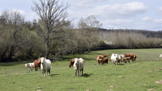 Le virus de la maladie hémorragique épizootique (MHE) continue à gagner du terrains dans les élevages français. Le virus de la maladie hémorragique épizootique (MHE) continue à gagner du terrains dans les élevages français.