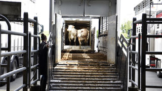 En cas d'introduction de bovins vivants en France depuis l’Irlande du Nord, un arrêté préfectoral de mise sous surveillance (APMS) sera rédigé afin de « mettre en œuvre des mesures d’isolement et de contrôle à destination, le temps de vérifier si le bovin est atteint de tuberculose ». En cas d'introduction de bovins vivants en France depuis l’Irlande du Nord, un arrêté préfectoral de mise sous surveillance (APMS) sera rédigé afin de « mettre en œuvre des mesures d’isolement et de contrôle à destination, le temps de vérifier si le bovin est atteint de tuberculose ».