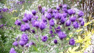 La fleur violette du vernonia (Vernonia crinita) ressemble à celle de l’aster. La fleur violette du vernonia (Vernonia crinita) ressemble à celle de l’aster.