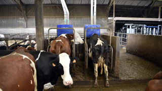 La production d'aliments pour les vaches laitières a augmenté de 1,8 % en août 2023, sur un an.